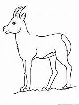 Coloring Pages Goat Printable Chamois Drinking Deer Water Antelope Kids Pronghorn Drawing Color Animals Printables Getdrawings Bestcoloringpagesforkids Popular sketch template