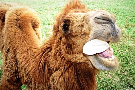 comen los camellos  photo  oswaldo ordonez   flickr