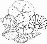 Shells Beach Coloring Pages Sea Seashell Seashells Print sketch template