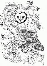 Coloring Bufnita Colorat Owls Planse Desene Imagini Pasari Bufnite Animalstown Trafic Educative Analytics Coloringhome sketch template