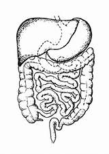 Intestino Malvorlage Intestines Intestine Kleurplaat Eingeweide Ingewanden Educima Digestivo Anatomy Edupics sketch template