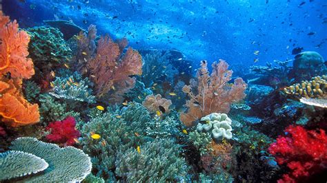 suka menyelam  snorkeling kunjungi wisata bawah laut terbaik  asia tenggara