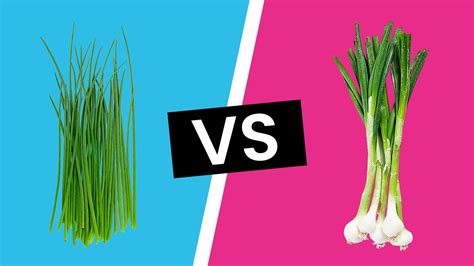 chives  scallions whats  difference youtube