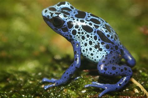 mln yr  amphibian  bizarre feeding pattern topnews