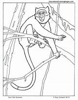 Guenon Primates Mammals Colouringpages sketch template