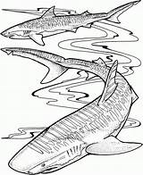Shark Tiburones Marins Sharks Thresher Effortfulg Coloringbay Realistic Colorier Coloriages Everfreecoloring sketch template