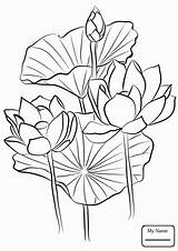 Lotus Coloring Pages Printable Flower Color Flowers Getcolorings Drawing Getdrawings Print Kids sketch template