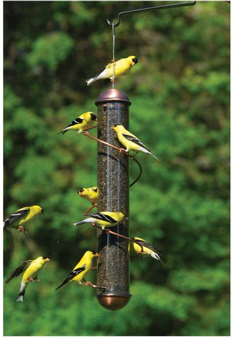beware  salmonella poisoning  bird feeders backyard chirper blog