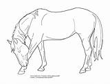 Horse Lineart Bowing Line Coloring Drawing Drawings Pages Horses Deviantart Tack Outline Head Draw Sketch Cliparting Warmblood Choose Board sketch template