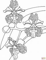 Orchid Coloring Vanda Tricolor Tropical Pages Color Printable Print Supercoloring Categories sketch template