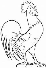 Rooster Mewarnai Chicken Coq Huhn Coloriage Ayam Hahn Ostern Anak Ausmalbilder Haan Hühner Tole Ausmalen Malerei Vorlagen Roosters Paud Colorare sketch template