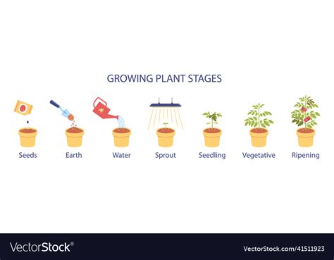 growing plant stages infographics royalty  vector image