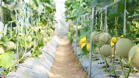 cantaloupe japanese melon   melon growing  greenhouse indoor