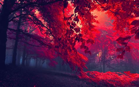 red forest wallpaper hdtv resolutions 2560 x 1440 original 2560 1080 tree hd wallpaper