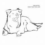 Collie Lying Laying Designlooter sketch template