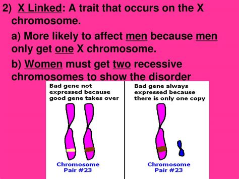 ppt genetic disorders autosomal and sex linked traits powerpoint