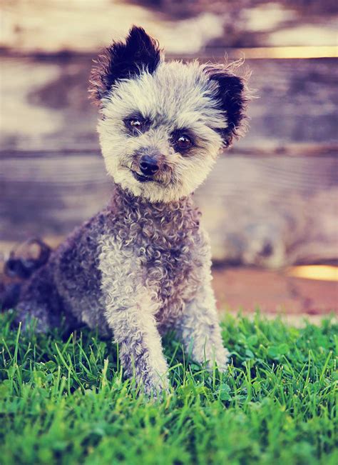 chihuahua poodle mix chipoo breed traits  care
