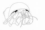 Crab Hermit Coloring Pages Printable Outline Coconut Kids Drawing Shy Tattoo Color Getcolorings Getdrawings Designlooter Tattooimages Biz Template Bestcoloringpagesforkids 34kb sketch template