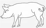 Pig Nicepng sketch template