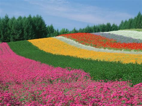 [50 ] most beautiful nature wallpaper flowers on wallpapersafari