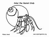 Hermit Coloring Crab Pages Cartoon Template Crabs Templates Please Pdf sketch template