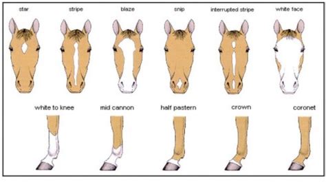 markings  parts   horse  world  horses