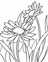 Flowers Daisies Brownies sketch template