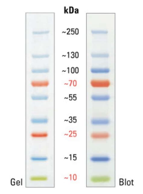 Thermo Scientific™ Pageruler™ Plus Prestained Protein Ladder 10 Bis