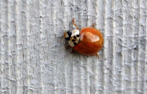 asian lady beetle infestation teen bikini amateur