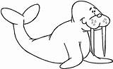 Coloring Pages Walrus Clipart sketch template