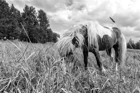 pony grazing  field day stock photo image  farm