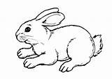 Coloring Pages Bunny Cute Baby Rabbit Bunnies Animal Drawing Cartoon Kids Print Books Printable Color Winter Bunnys Easter Getcolorings Ponys sketch template