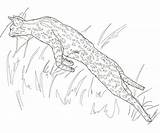 Serval Leaping sketch template