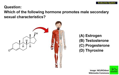 which of the following hormone promotes male secondary sexual
