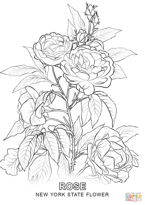 state flower coloring pages coloring pages