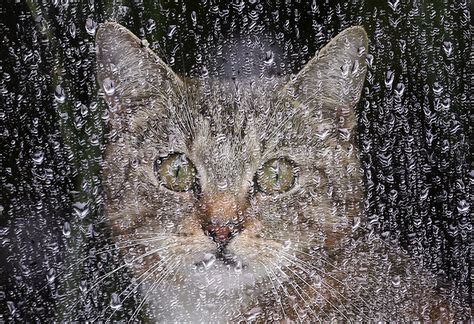 top  images  cats avoiding  rain