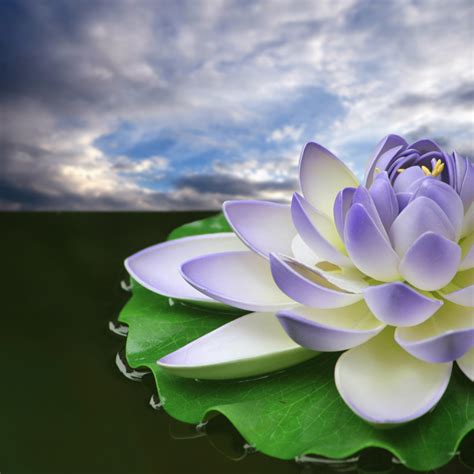 beautiful wallpapers lotus wallpapers hd