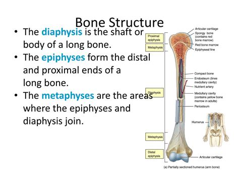 long bone structure model   bone structure anatomy physiology long bones  hard dense