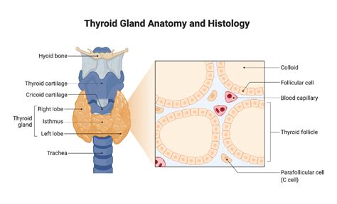 thyroid gland anatomy  histology biorender science templates