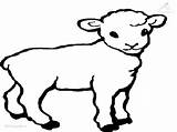 Lamb Coloring Agneau Cordero Sheep Lamm Mouton Lambs Ausmalbild Corderos Schaap Coloriages Kleurplaat Lammetjes Malvorlagen Lam Terborg600 Clipartmag Lammetje Agneaux sketch template