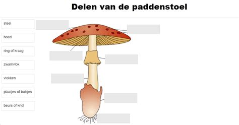 de verschillende delen van een paddenstoel