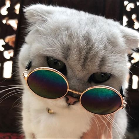 Cool Cat Sunglasses For Your Cat Cat Cool Sunglasses Cat