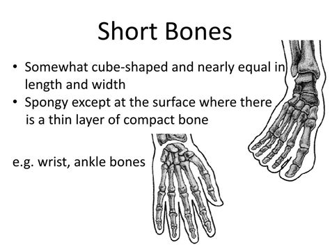 types  bones powerpoint    id
