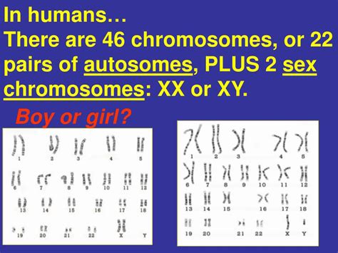 Ppt Look At The Spread Of Human Chromosomes Called Karyotype