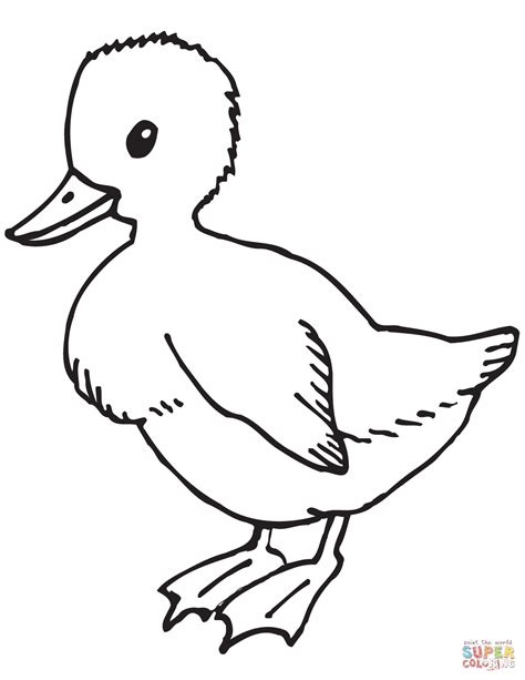 cute baby duck coloring pages