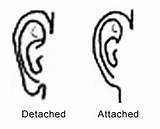 Attached Earlobes Detached Genetics Human Pedigree Inheritance Simple Dominant Traits Lobes Earlobe Unattached Ear Science Recessive Attachment Analysis Projects Genes sketch template