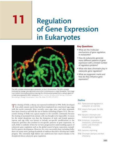 11 Ã¢Â€Â¢ Regulation Of Gene Expression In Eukaryotes W H Freeman