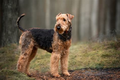 hunting dog profile  foxy versatile airedale terrier gearjunkie