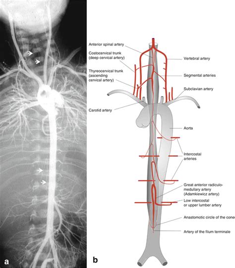 arterial blood supply springerlink
