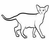 Cat Coloring Pages Shorthair Printable Oriental sketch template